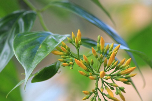 小说里有哪些形式各异的毒药?有些毒药竟然真的存在