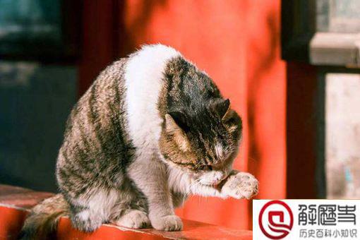 神武门现巨型御猫,故宫的御猫有何历史?