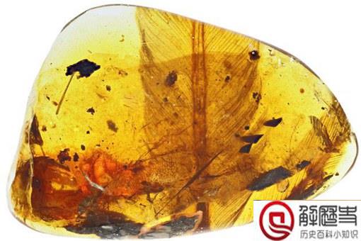 亿年前凶猛古鸟类是什么?什么品种什么样子?