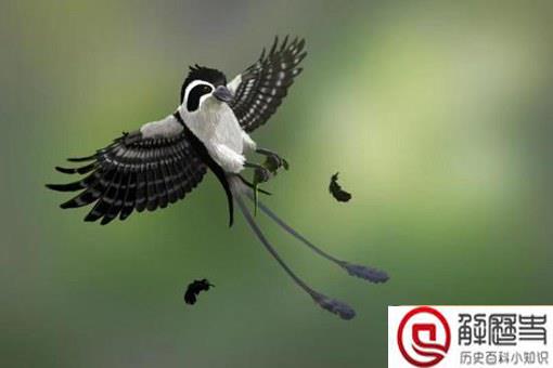 亿年前凶猛古鸟类是什么?什么品种什么样子?