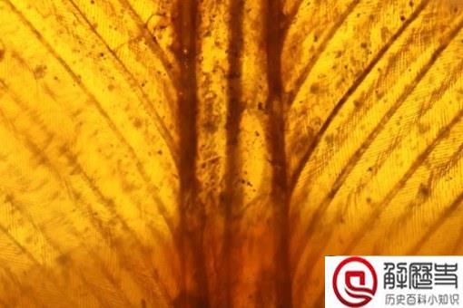 亿年前凶猛古鸟类是什么?什么品种什么样子?