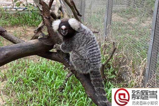 神似山海经人面兽的动物是什么?人面兽长什么样?