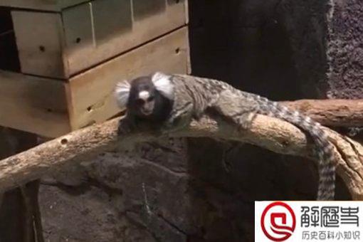 神似山海经人面兽的动物是什么?人面兽长什么样?