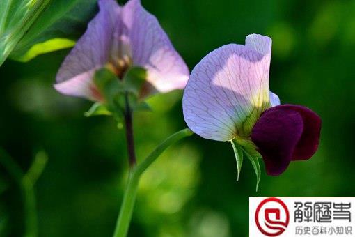 中国为什么叫豌豆为荷兰豆,荷兰叫中国豆?