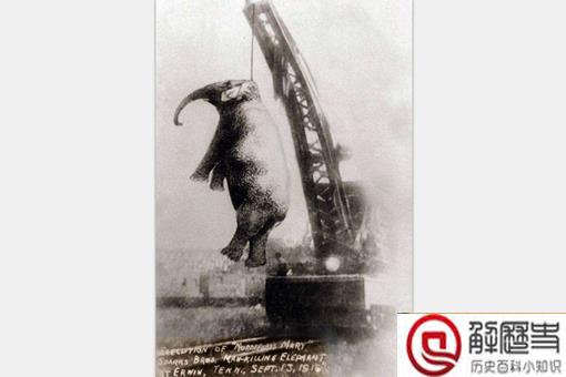 一只大象被判处了绞刑?这是怎么一回事呢?