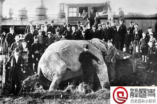 一只大象被判处了绞刑?这是怎么一回事呢?