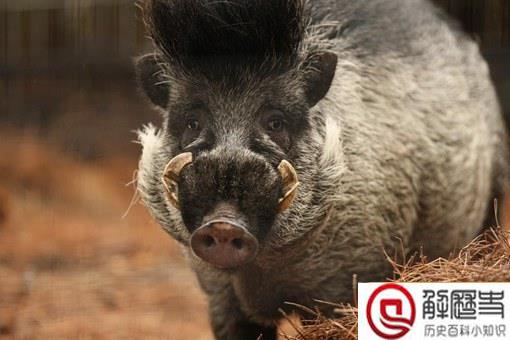 猪是蛇的天敌吗?猪真的能吃毒蛇吗?