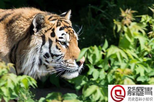 虎生三子必有一彪是什么意思 彪指的是什么