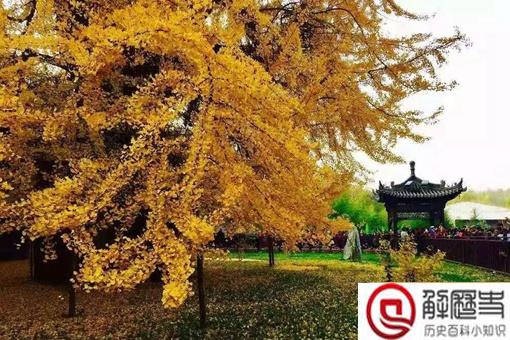 银杏树和李世民的故事