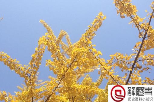 银杏树和李世民的故事