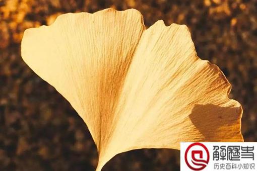 银杏树和李世民的故事