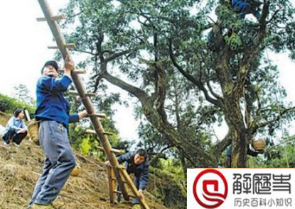 十大盗墓工具名称 盗墓必备的十大工具(含图片大全) 十大盗墓工具名称 盗墓必备的十大工具(含图片大全)