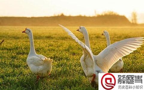 十大盗墓工具名称 盗墓必备的十大工具(含图片大全) 十大盗墓工具名称 盗墓必备的十大工具(含图片大全)