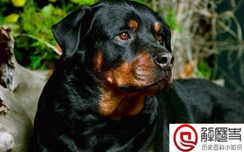 十大盗墓工具名称 盗墓必备的十大工具(含图片大全) 十大盗墓工具名称 盗墓必备的十大工具(含图片大全)