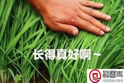 韭零后是什么意思 韭零后名词解释 韭零后打油诗盘点