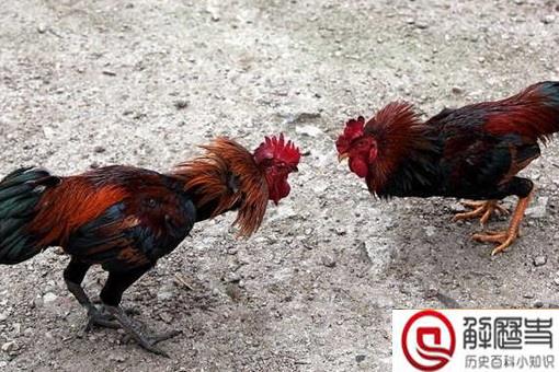 唐玄宗为什么喜欢斗鸡 斗鸡起源于什么时候
