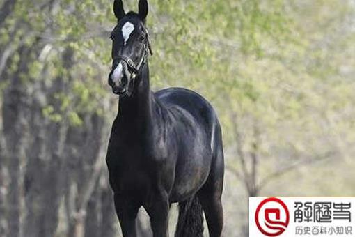 汗血宝马流的汗真的是血吗 古代汗血宝马是什么样的