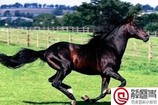 汗血宝马流的汗真的是血吗 古代汗血宝马是什么样的 汗血宝马流的汗真的是血吗 古代汗血宝马是什么样的