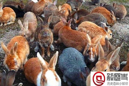 绝地野人十只兔子图片