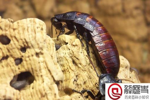 为什么农村没有蟑螂而城市小区却很多 为什么农村没有蟑螂而城市小区却很多