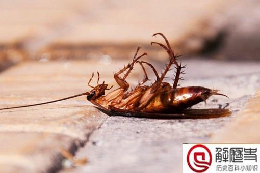 为什么农村没有蟑螂而城市小区却很多