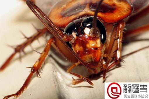 为什么农村没有蟑螂而城市小区却很多 为什么农村没有蟑螂而城市小区却很多