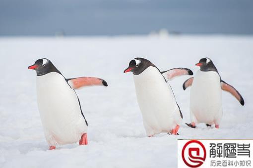 南极再往南走会怎样