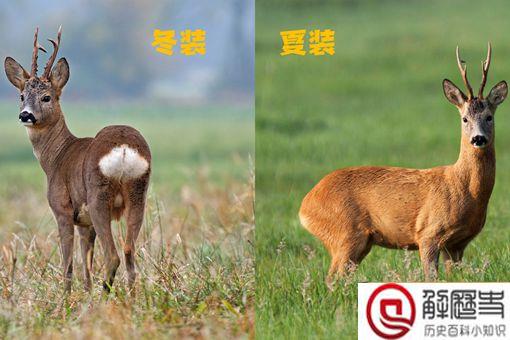 傻狍子的狍子是啥 傻狍子为什么叫傻狍子