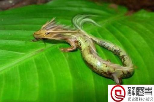 2019年长江真龙事件是怎么回事?真实情况是怎样的?