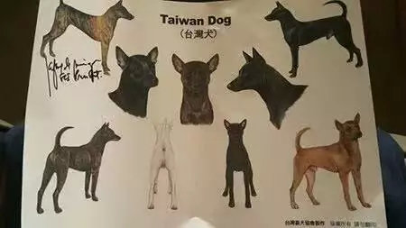 唐狗到底是什么狗?其实唐狗和中华田园犬并无关系 唐狗到底是什么狗?其实唐狗和中华田园犬并无关系