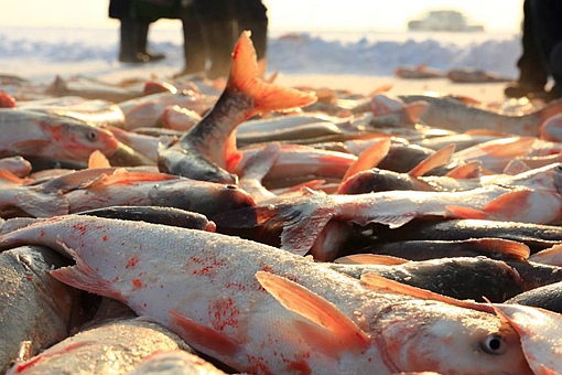 查干湖最大的鱼王有多少斤?50斤的鱼王其实不算顶级
