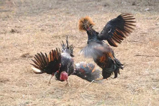 斗鸡在中国已有上千年历史 古人除了斗鸡还玩什么? 斗鸡在中国已有上千年历史 古人除了斗鸡还玩什么?