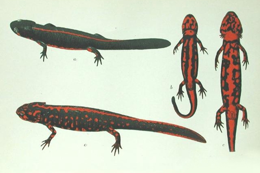 盘点那些中国很有特色但是已经灭绝的动物,新疆虎白暨豚滇池蝾螈等等在列