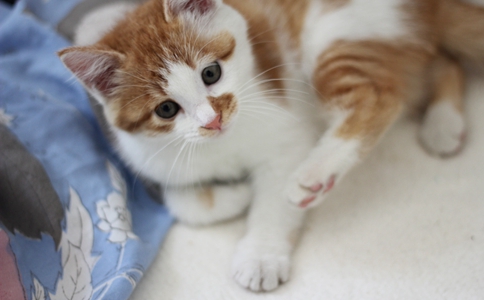 中国人为什么不吃猫肉? 中国人为什么不吃猫肉?