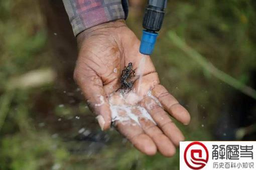 李世民真的生吞活吃过蝗虫?古代治理蝗虫真的只能靠吃吗?