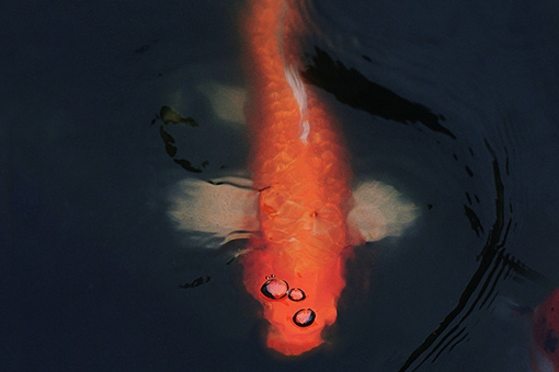 锦鲤为什么代表好运?锦鲤是怎么火起来的?