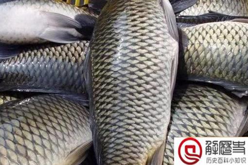 古代渔民是如何保证鱼新鲜的?弓鱼技术是什么?