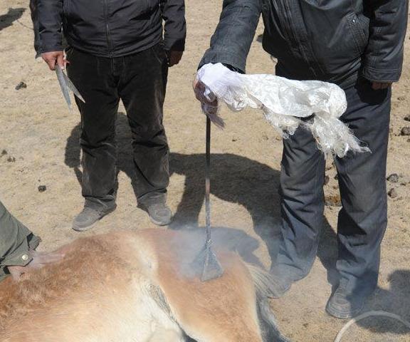 为什么要给马身上打烙印?