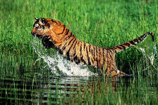 三百年前的四川与重庆上万只华南虎下山吃人事件揭秘