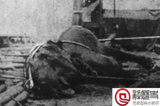 一只大象被判处了绞刑?这是怎么一回事呢?