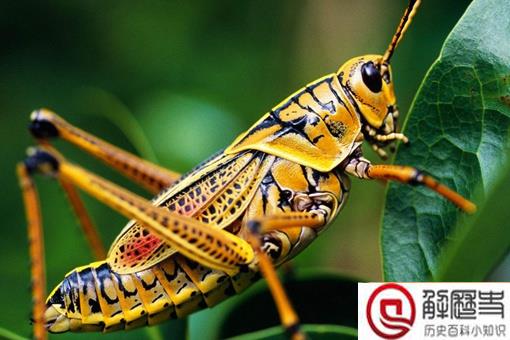 李世民真的生吞活吃过蝗虫?古代治理蝗虫真的只能靠吃吗?