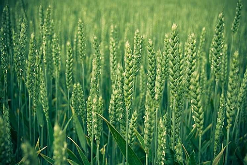 小麦真的是狗尾巴草培育出来的吗?