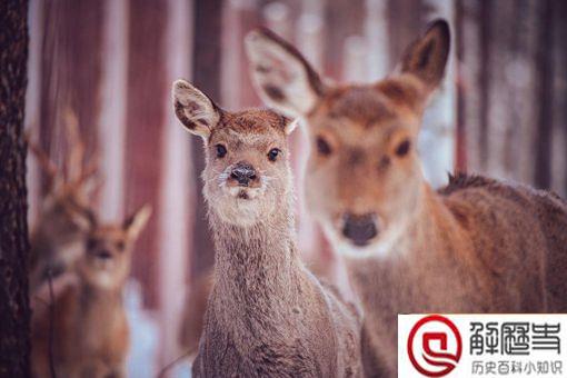 傻狍子的狍子是啥 傻狍子为什么叫傻狍子