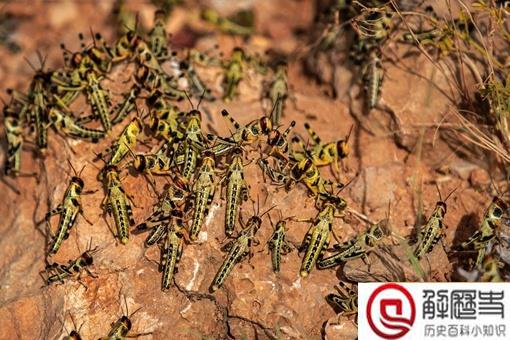 2017山东蝗灾被吃光了是真的吗?