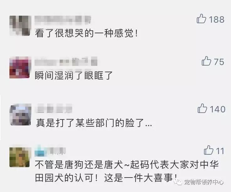 唐狗到底是什么狗?其实唐狗和中华田园犬并无关系 唐狗到底是什么狗?其实唐狗和中华田园犬并无关系
