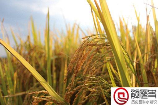 五谷丰登是哪五谷?五谷都有什么?