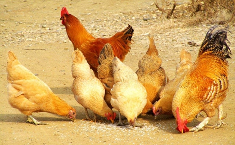 鸡到底喜欢吃蜈蚣吗?真的如电视剧中说的那样吗?