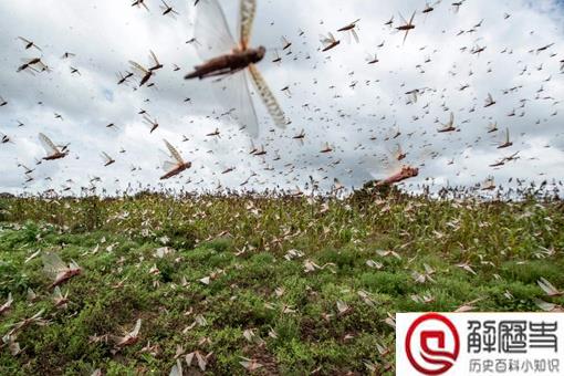 抓蝗虫的人比蝗虫还多是怎么回事?