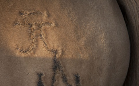 为什么要给马身上打烙印?