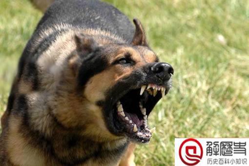 古代人被狗咬了怎么办?古代人是如何预防狂犬病的?